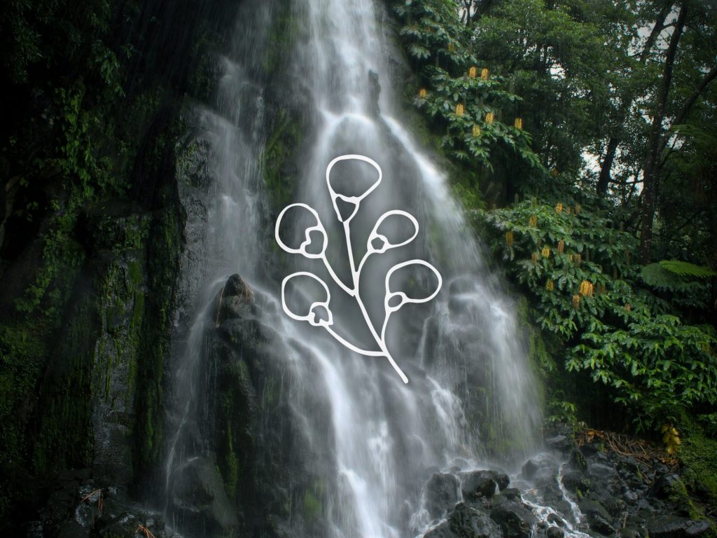 Botanical illustration over waterfall backdrop – Flaska Inspirational Collection inspired by nature, color, and structured water living.