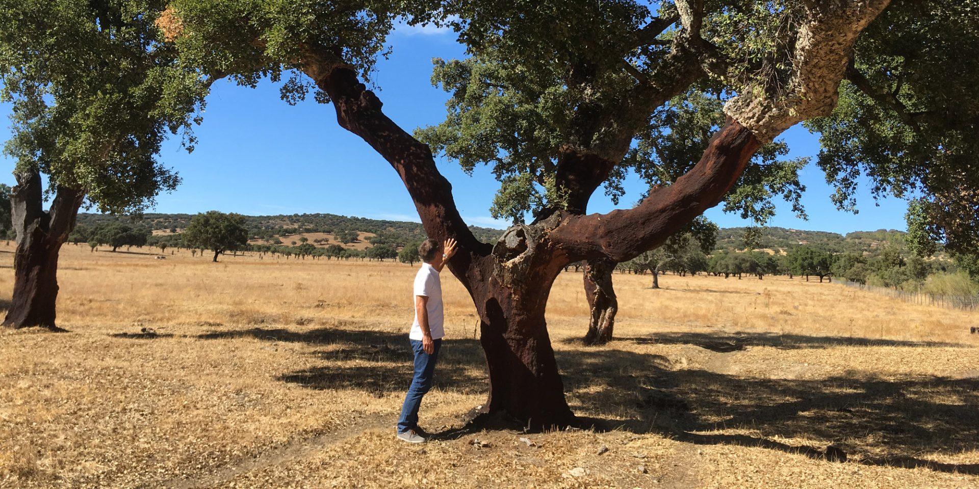Harvested cork tree in the countryside under a clear blue sky, showcasing Flaska’s commitment to sustainable materials and structured water technology