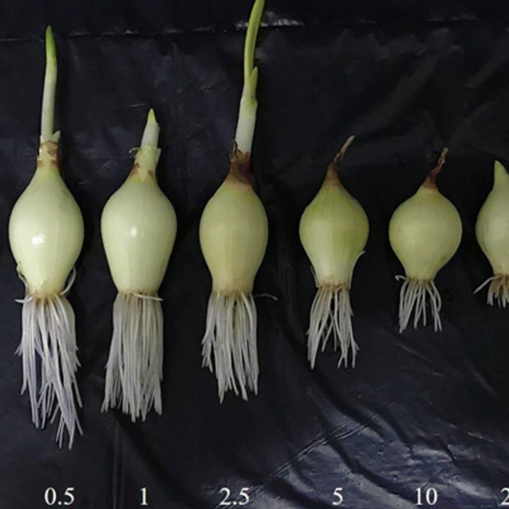 Onion bulb root growth in Allium test demonstrating reduced genotoxicity with Flaska structured water, supporting the benefits of Flaska glass and vibrational technology in purifying drinking water